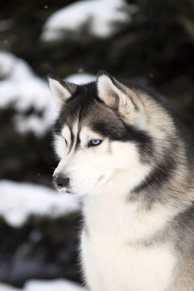 Imádnivaló Szibériai Husky Kutya Szabadban — Stock Fotó