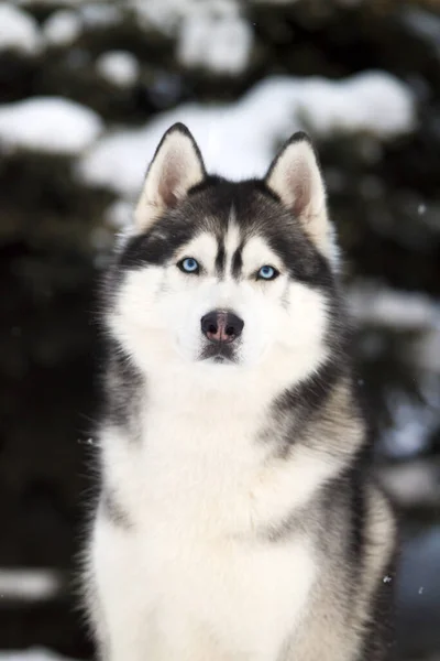 Rozkošný Sibiřský Husky Pes Venku — Stock fotografie