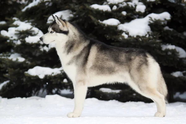 Schattige Siberische Husky Hond Buiten — Stockfoto