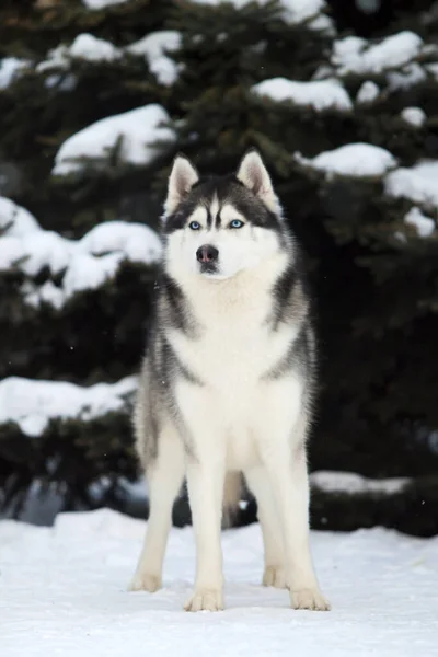 Rozkošný Sibiřský Husky Pes Venku — Stock fotografie