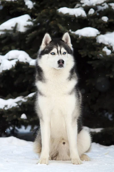 Imádnivaló Szibériai Husky Kutya Szabadban — Stock Fotó