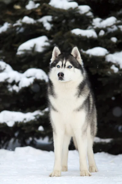 Bedårande Sibirisk Husky Hund Utomhus — Stockfoto