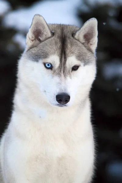 Rozkošný Sibiřský Husky Pes Venku — Stock fotografie