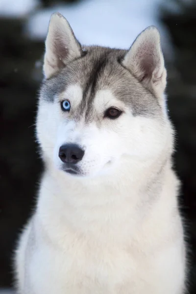 Tapılası Sibirya Köpeği Açık Havada — Stok fotoğraf