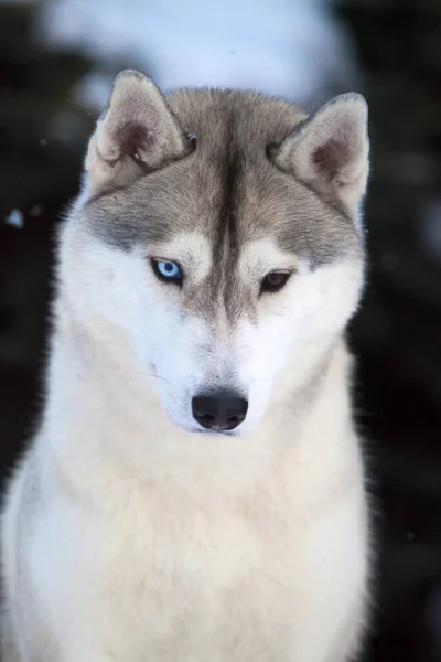 Rozkošný Sibiřský Husky Pes Venku — Stock fotografie