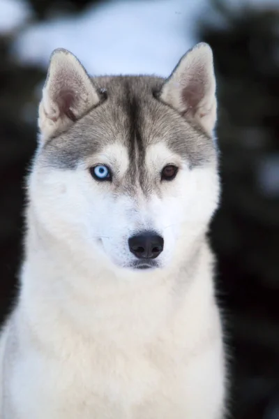 Uroczy Syberyjski Husky Pies Zewnątrz — Zdjęcie stockowe