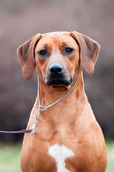 Rhodesian Ridgeback Pies Zewnątrz — Zdjęcie stockowe