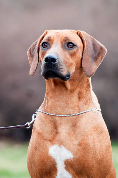 Rhodesian Ridgeback Pies Zewnątrz — Zdjęcie stockowe