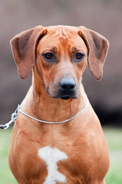 Rhodesian Ridgeback Pies Zewnątrz — Zdjęcie stockowe