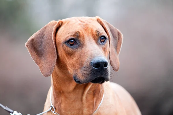 Rodéziai Ridgeback Kutya Szabadban — Stock Fotó