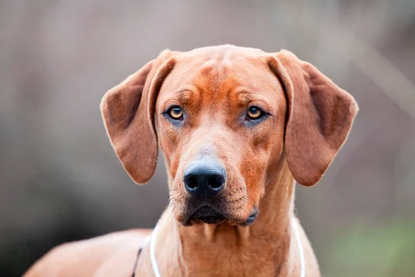 Rhodéský Ridgeback Pes Venku — Stock fotografie