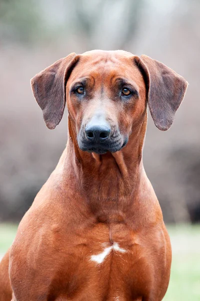 Rhodesian Ridgeback Dog Outdoors — Stok Foto