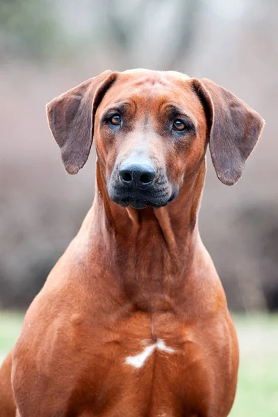 Rodéziai Ridgeback Kutya Szabadban — Stock Fotó