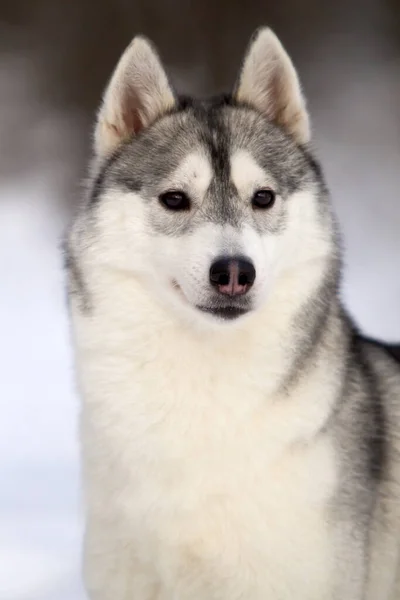 愛らしいシベリアのハスキー犬屋外 — ストック写真