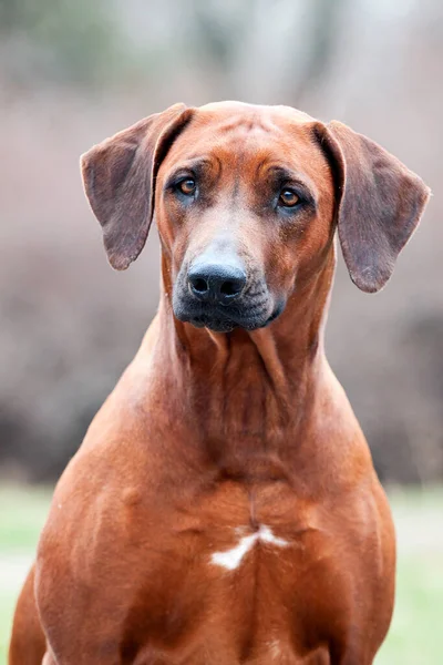 Rhodesian Ridgeback Hund Utomhus — Stockfoto