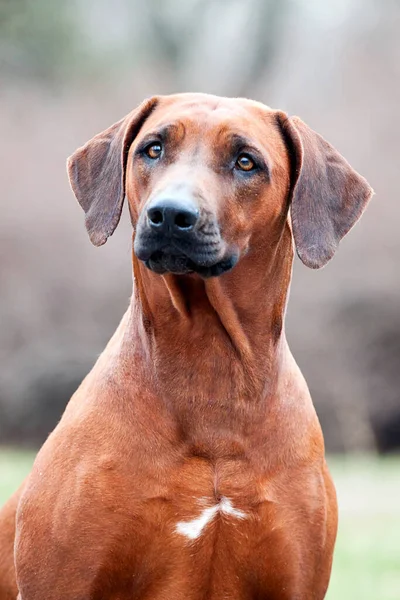 ローデシアのリッジバック犬屋外 — ストック写真