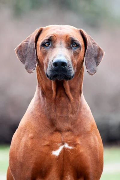 Rhodesian Ridgeback Perro Aire Libre —  Fotos de Stock