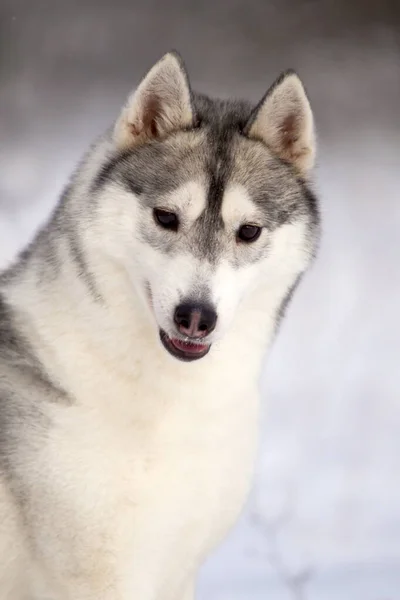 Bedårande Sibirisk Husky Hund Utomhus — Stockfoto