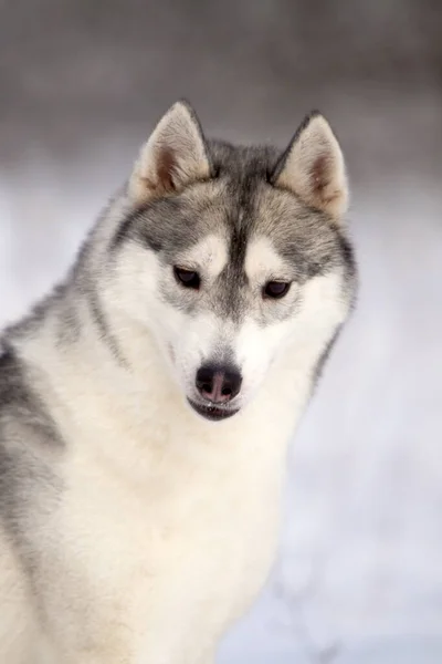 Imádnivaló Szibériai Husky Kutya Szabadban — Stock Fotó