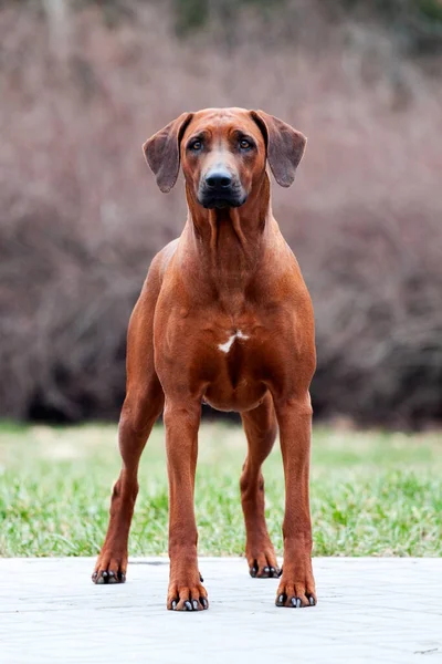 Rhodesian Ridgeback Σκύλος Εξωτερικούς Χώρους — Φωτογραφία Αρχείου