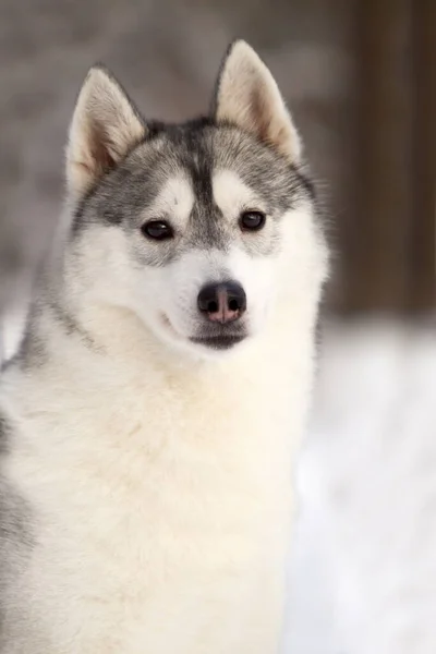 Rozkošný Sibiřský Husky Pes Venku — Stock fotografie