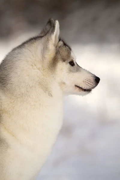 Schattige Siberische Husky Hond Buiten — Stockfoto