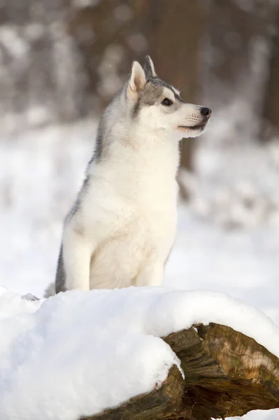 Bedårande Sibirisk Husky Hund Utomhus — Stockfoto