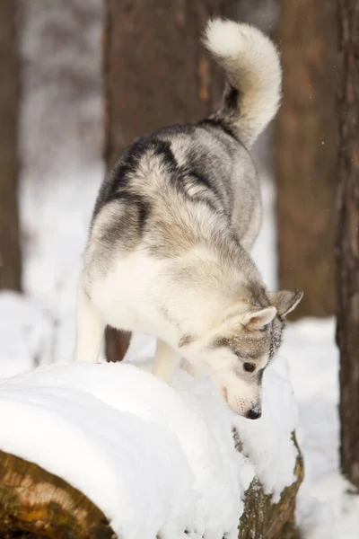 Uroczy Syberyjski Husky Pies Zewnątrz — Zdjęcie stockowe