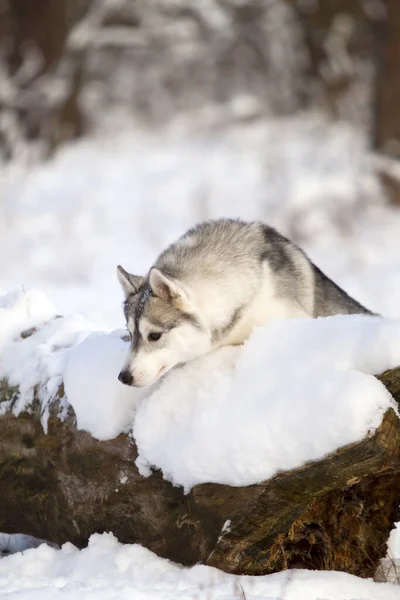 Uroczy Syberyjski Husky Pies Zewnątrz — Zdjęcie stockowe