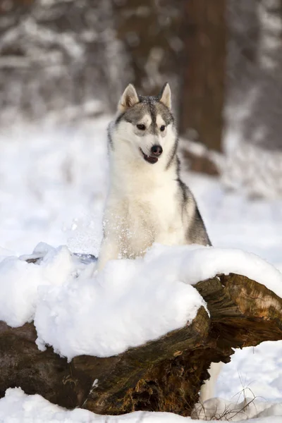 Rozkošný Sibiřský Husky Pes Venku — Stock fotografie