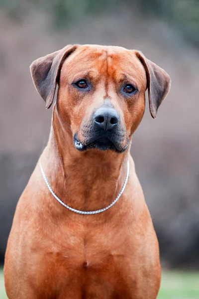 ローデシアのリッジバック犬屋外 — ストック写真