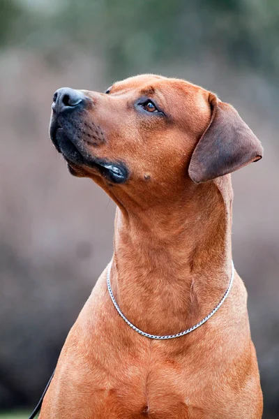 Rhodesian Ridgeback Perro Aire Libre — Foto de Stock