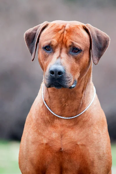 Rhodesian Ridgeback Hund Utomhus — Stockfoto