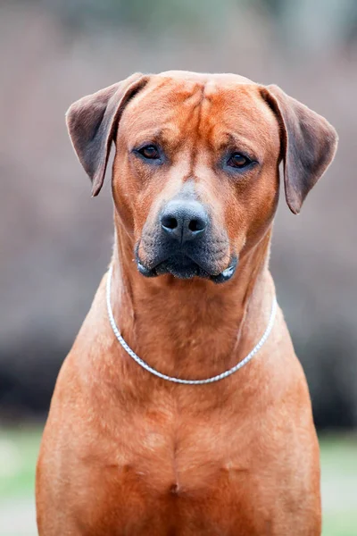 Rhodesian Ridgeback Pies Zewnątrz — Zdjęcie stockowe