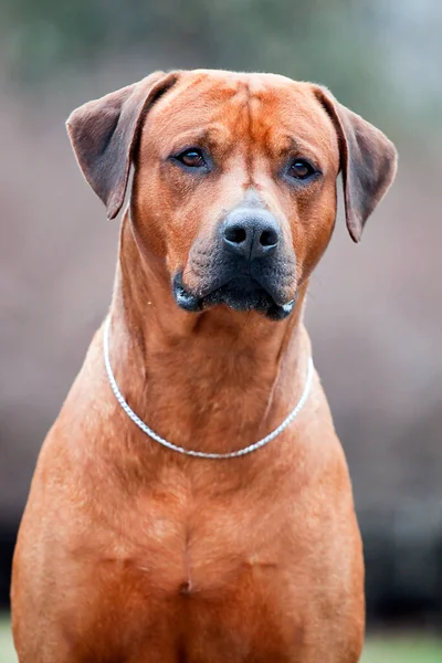 Rhodesian Ridgeback Cane All Aperto — Foto Stock