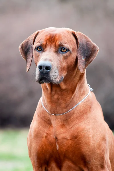 Rhodesian Ridgeback Cane All Aperto — Foto Stock