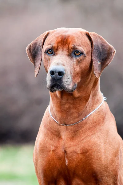 Rhodesian Ridgeback Cane All Aperto — Foto Stock