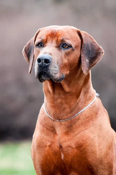 Rhodesian Ridgeback Pies Zewnątrz — Zdjęcie stockowe