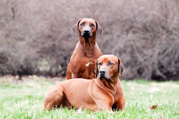 Rodéziai Ridgeback Kutyák Szabadban — Stock Fotó