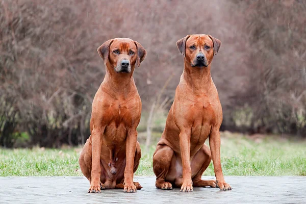 Rodezya sırt köpekleri açık havada