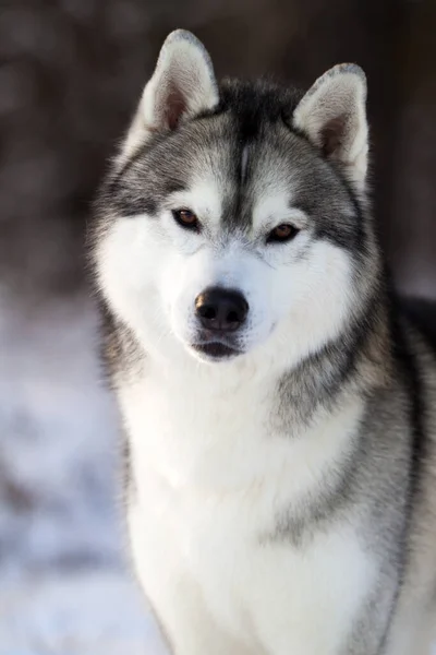 Bedårande Sibirisk Husky Hund Utomhus — Stockfoto