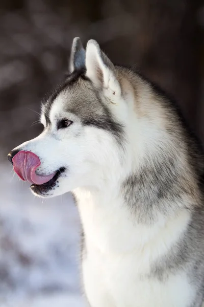 Adorable Chien Husky Sibérien Extérieur — Photo