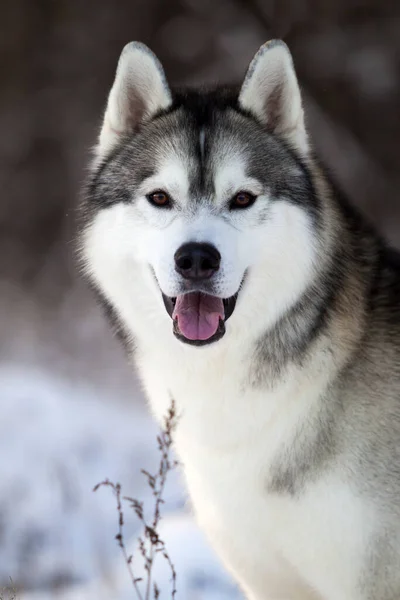 Bedårande Sibirisk Husky Hund Utomhus — Stockfoto