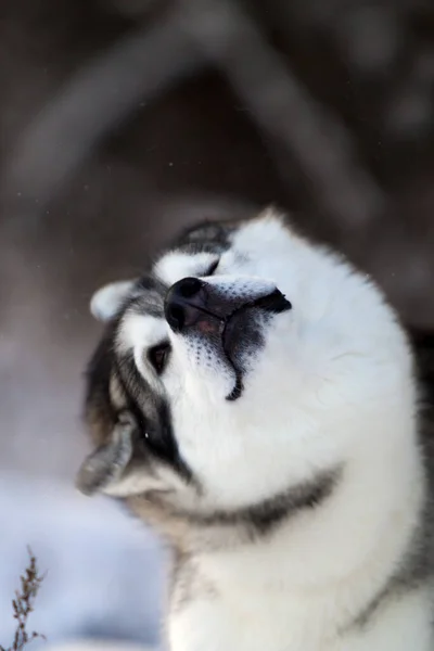 Bedårande Sibirisk Husky Hund Utomhus — Stockfoto