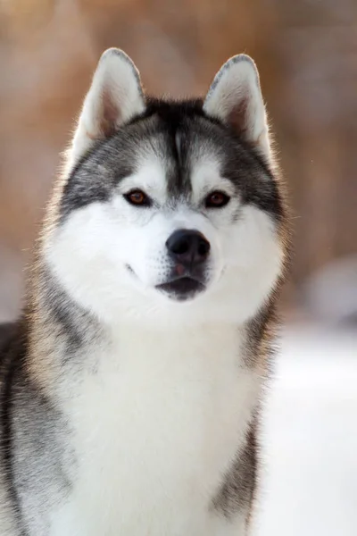 Bedårande Sibirisk Husky Hund Utomhus — Stockfoto