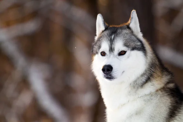 Uroczy Syberyjski Husky Pies Zewnątrz — Zdjęcie stockowe