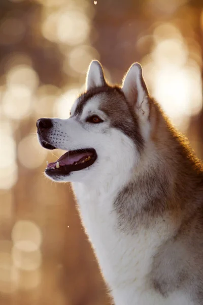 Adorabile Cane Husky Siberiano All Aperto — Foto Stock