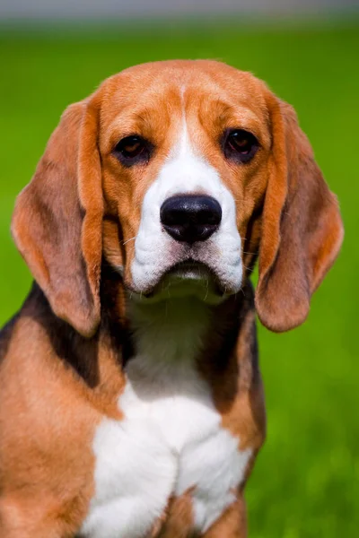 Beagle Dans Parc Automne — Photo