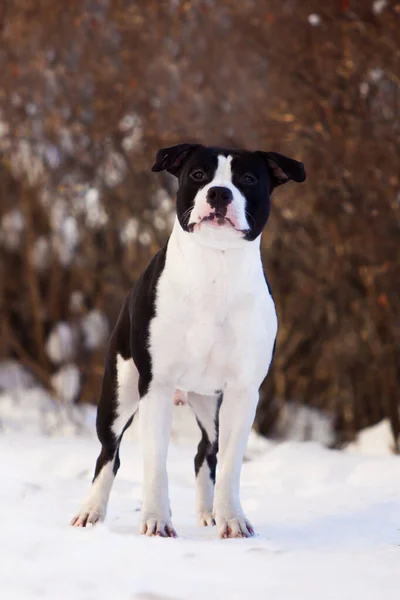 American Staffordshire Terrier Perro Aire Libre — Foto de Stock