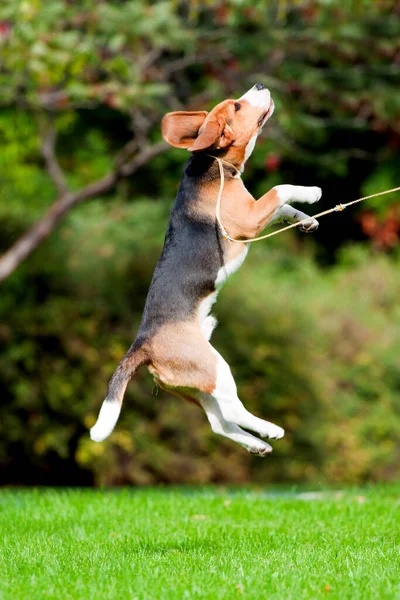 Beagle Dans Parc Automne — Photo
